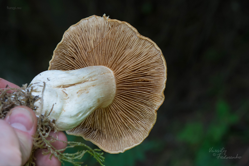 cortinarius_06.jpg