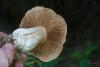 cortinarius_06_t1.jpg