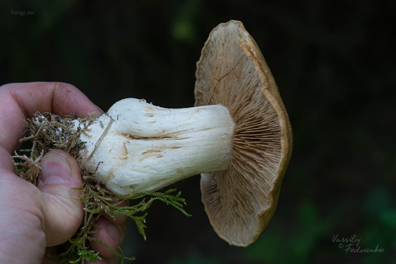 cortinarius_07.jpg