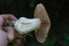 cortinarius_07_t1.jpg