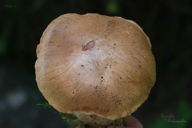 cortinarius_08.jpg