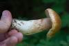 cortinarius_09_t1.jpg