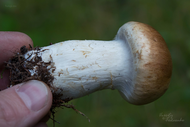 cortinarius_10.jpg