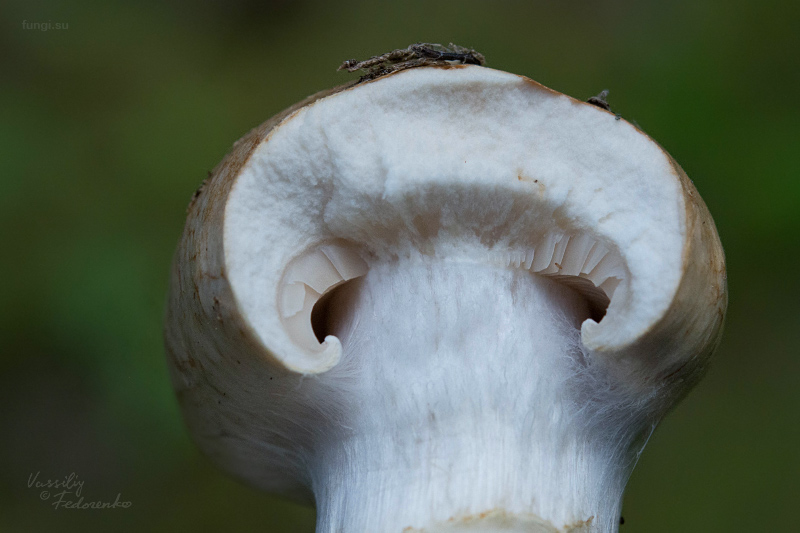 cortinarius_12.jpg