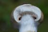 cortinarius_12_t1.jpg