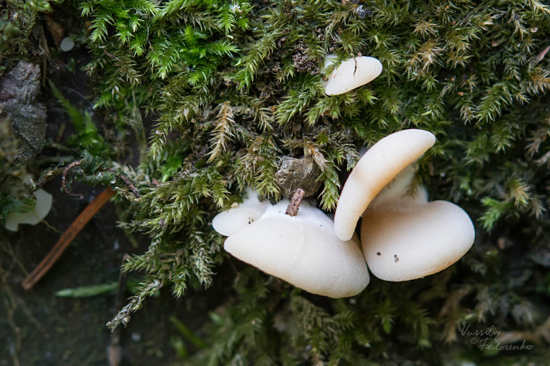 crepidotus-stenocystis_01.jpg