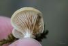crepidotus-stenocystis_02_t1.jpg
