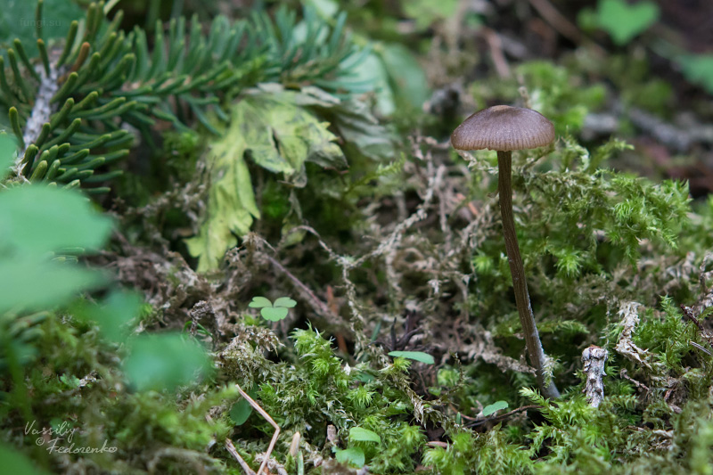 entoloma_01.jpg