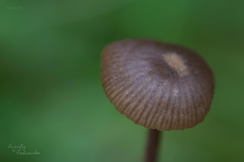 entoloma_02.jpg