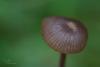 entoloma_02_t1.jpg