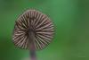 entoloma_03_t1.jpg