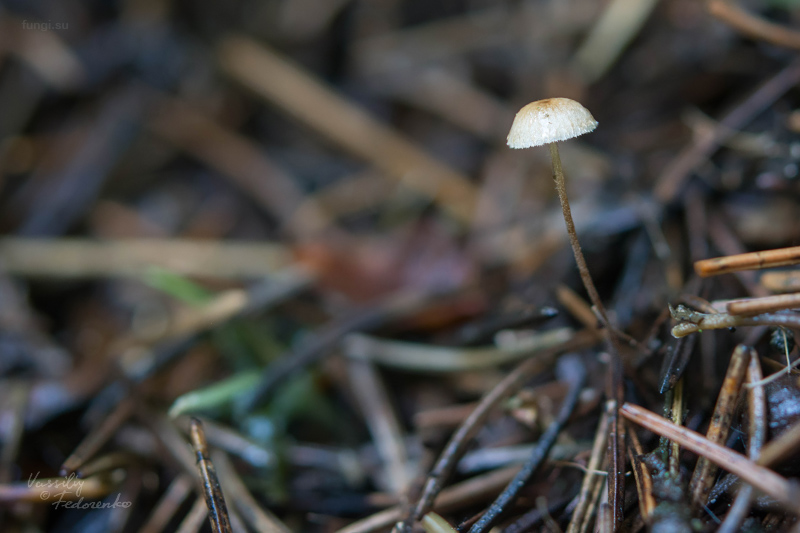 fungi_02.jpg