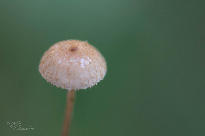 fungi_03.jpg