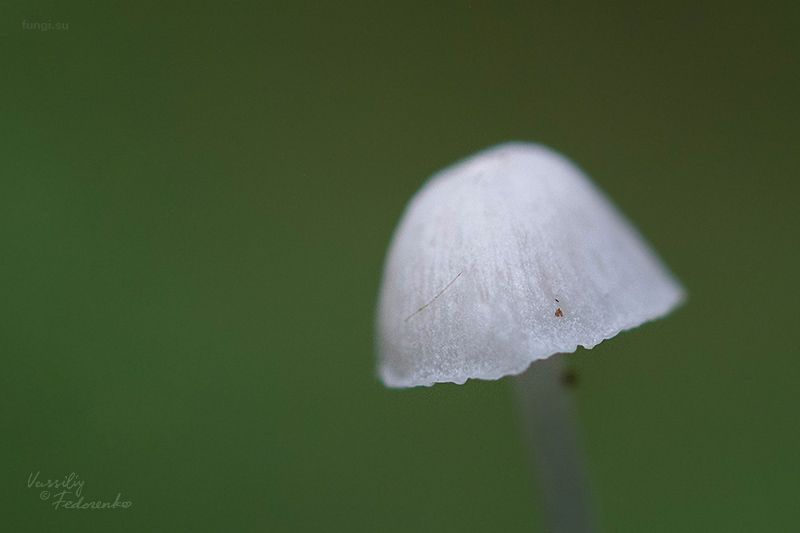 fungi_03_2.jpg