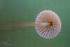 fungi_04_t1.jpg