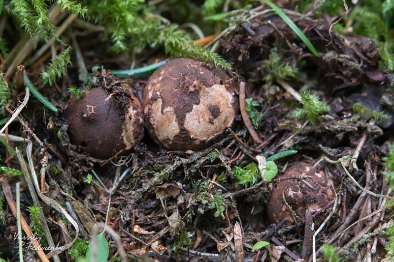 geastrum-melanocephalum_01.jpg