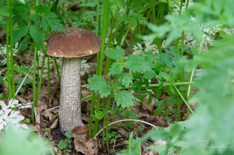 leccinum_scabrum_01.jpg