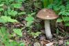 leccinum_scabrum_02_t1.jpg