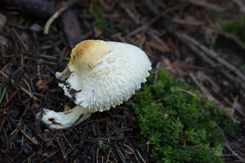 lepiota_01.jpg