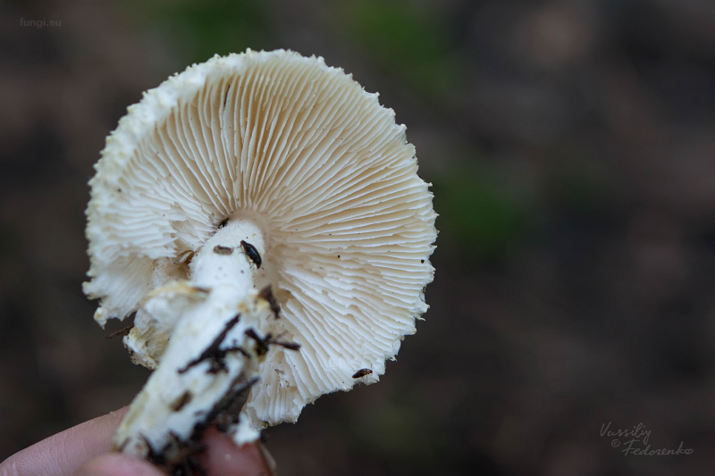 lepiota_02.jpg