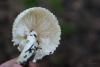 lepiota_02_t1.jpg