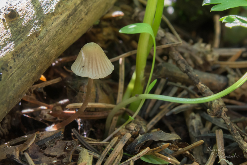 mycena-aetites_01.jpg