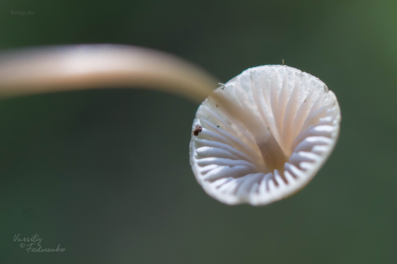 mycena-aetites_02.jpg