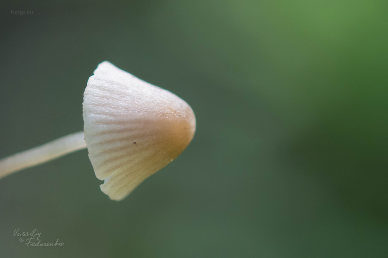 mycena-aetites_03.jpg