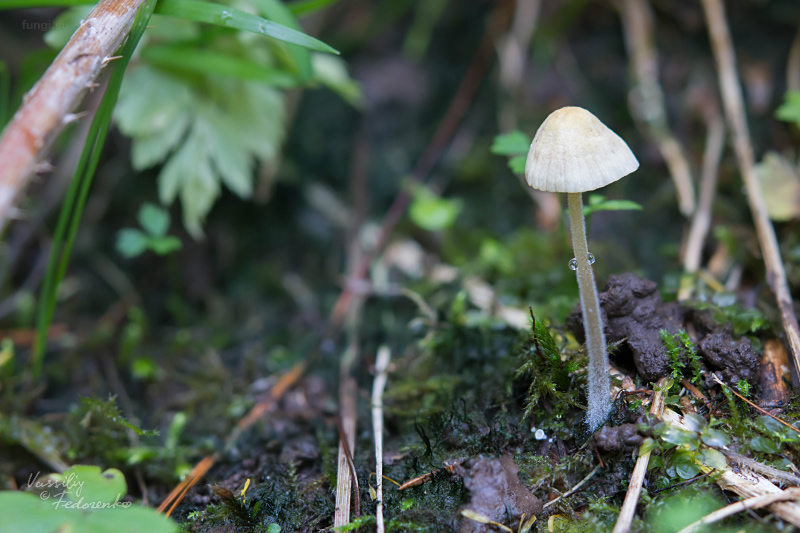 mycena-citrinomarginata_01.jpg