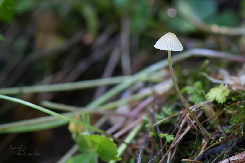 mycena-citrinomarginata_02.jpg