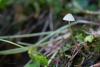 mycena-citrinomarginata_02_t1.jpg