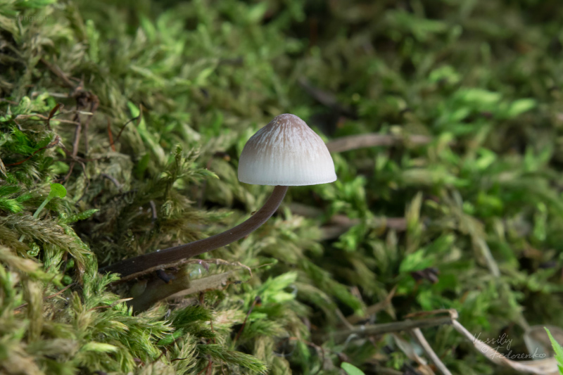 mycena-filopes_01.jpg