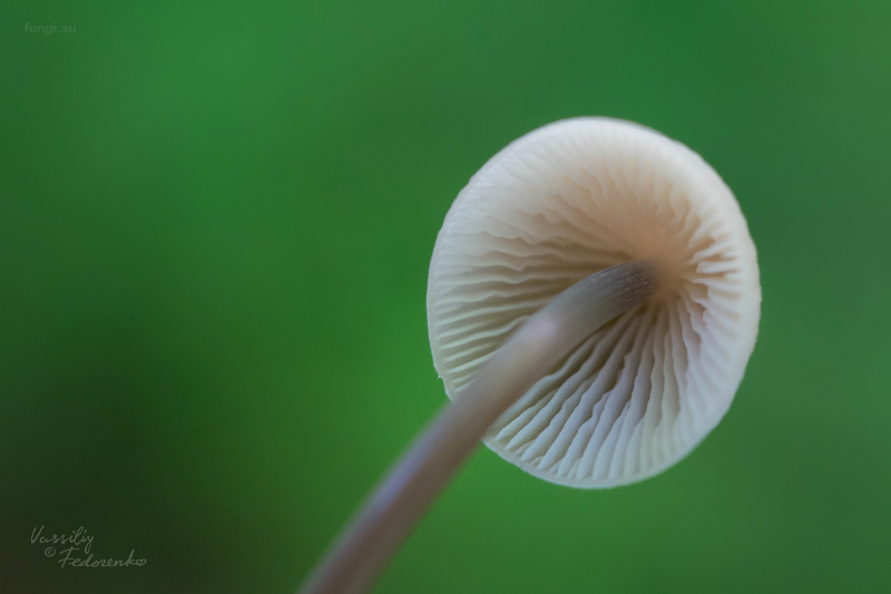 mycena-filopes_02.jpg