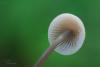 mycena-filopes_02_t1.jpg