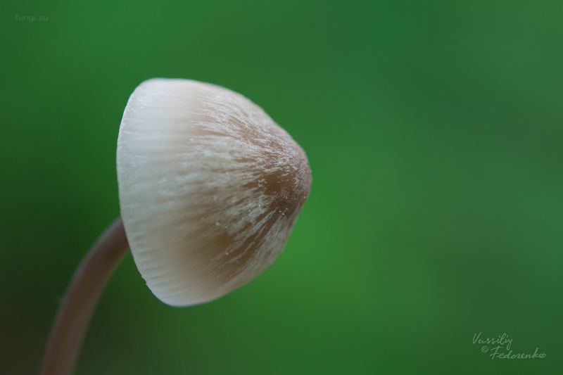 mycena-filopes_03.jpg