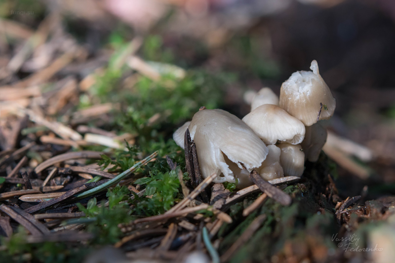 mycena-galericulata_01.jpg