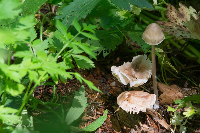 mycena-galericulata_01_1.jpg