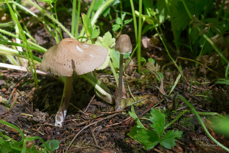 mycena-galericulata_02_1.jpg