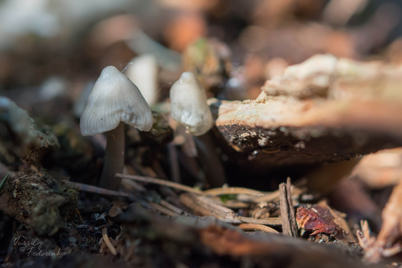 mycena-galericulata_03.jpg