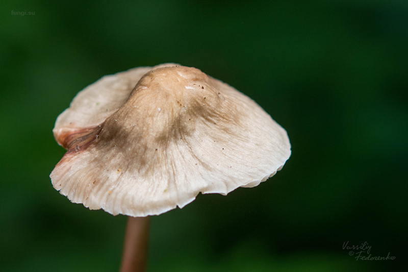 mycena-galericulata_03_1.jpg