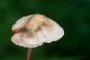 mycena-galericulata_03_t1_1.jpg