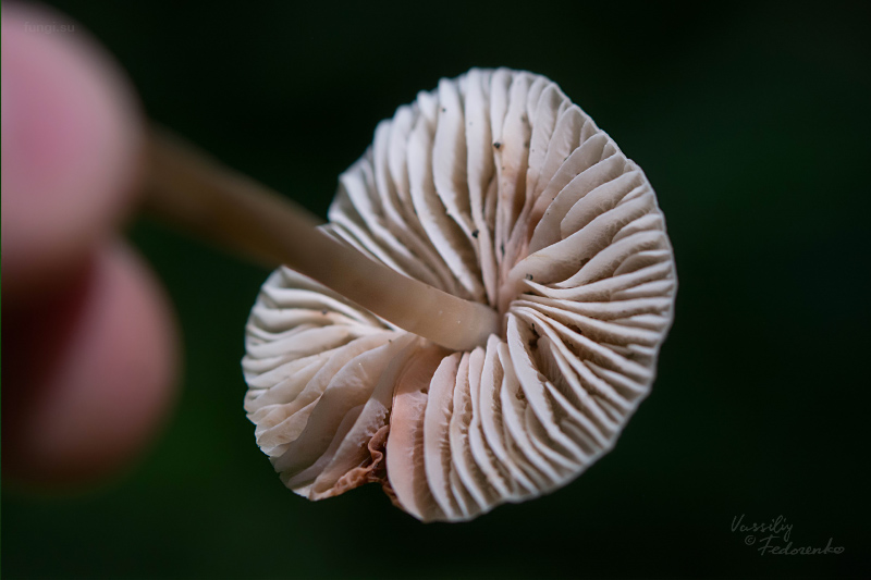 mycena-galericulata_04_1.jpg