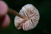 mycena-galericulata_04_t1_1.jpg