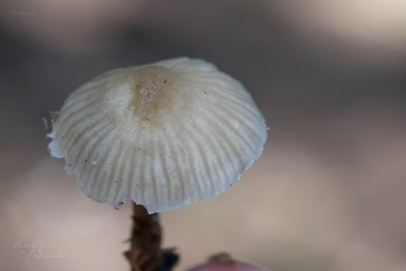 mycena-galericulata_05.jpg