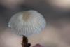 mycena-galericulata_05_t1.jpg