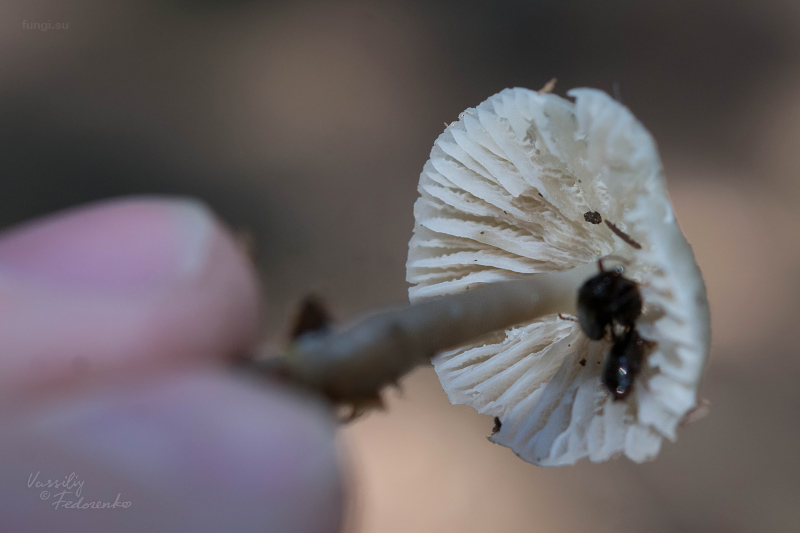 mycena-galericulata_06.jpg