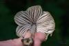 mycena-niveipes_02_t1.jpg