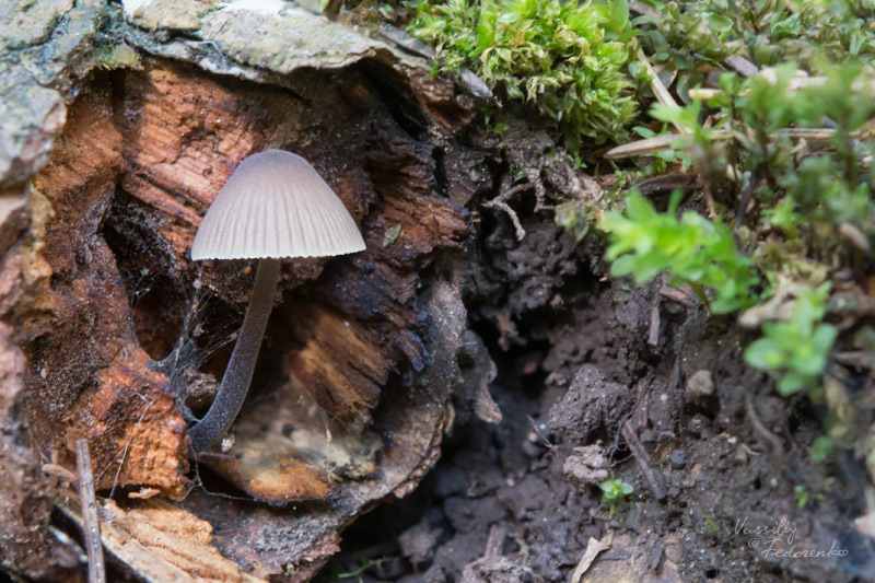 mycena-parca_01.jpg