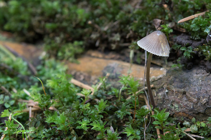 mycena-parca_02.jpg