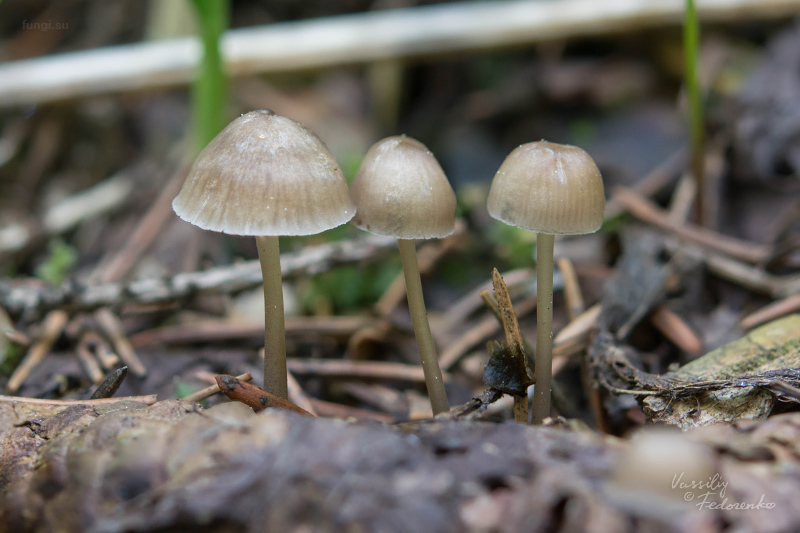 mycena-plumipes_01.jpg